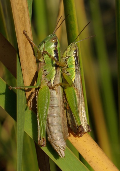 Locust November 2007 Osaka Japan