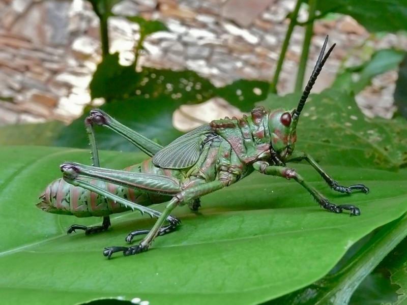 Locust Nymph (Phymateus aegrotus) (6812368259)