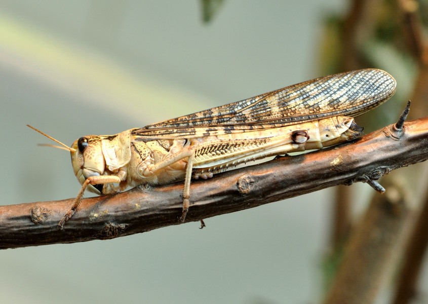 Locusta migratoria qtl1