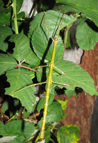 Lonchodiodes samarensis - female