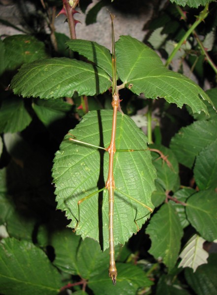 Lonchodiodes samarensis - male