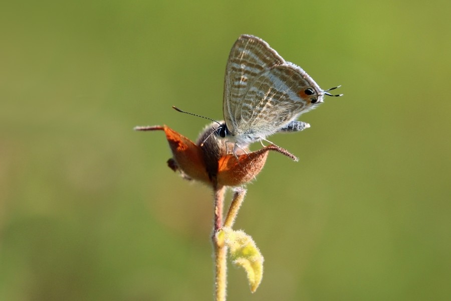 Long-tailed blue (Lampides boeticus) Greece