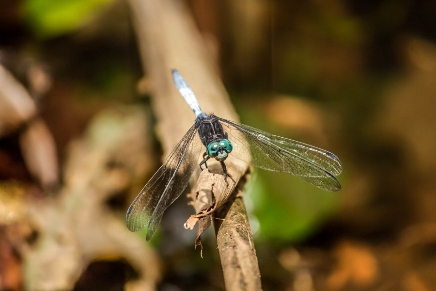 Long butterfly