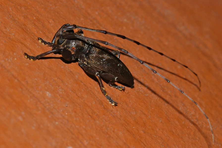 Long Horn Beetle (Cerambycidae) (8073921642)