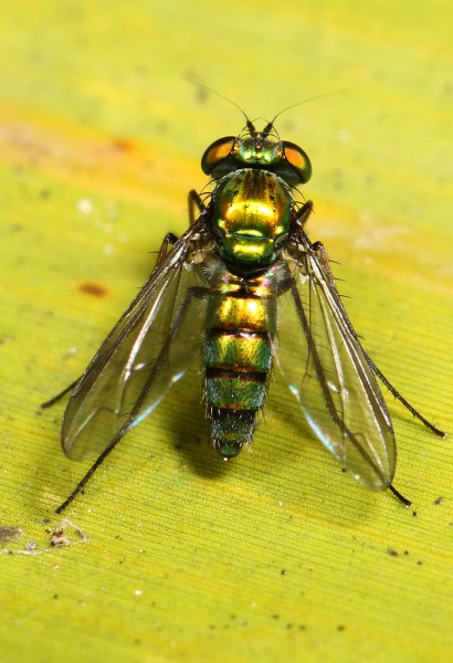 Long-legged Fly - Condylostylus longicornis, Babcock-Webb Wildlife Management Area, Punta Gorda, Florida