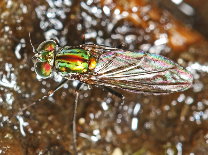 Long-legged Fly - Plagioneurus univittatus, Okaloacoochee Slough State Forest, Felda, Florida