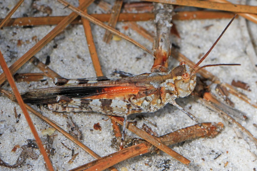 Longhorn Bandwing Grasshopper - Psinidia fenestralis, Green Swamp, Supply, North Carolina