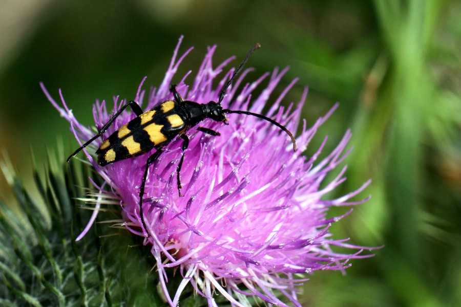 Longhorn beetle (Leptura quadrifasciata) (Strangalia quadrifasciata) female