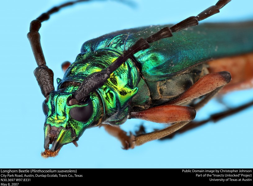 Longhorn Beetle (Plinthocoelium suaveolens) (23613694096)