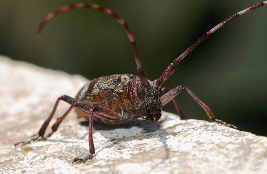 Longhorn beetle June 2008-1