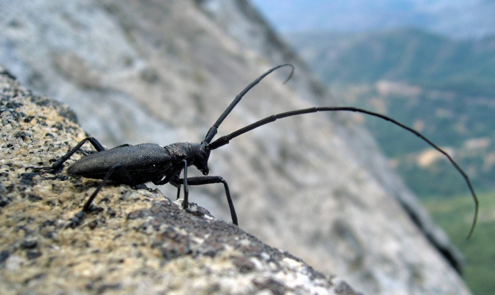 Longhorn Beetle Whitespotted Sawyer USA