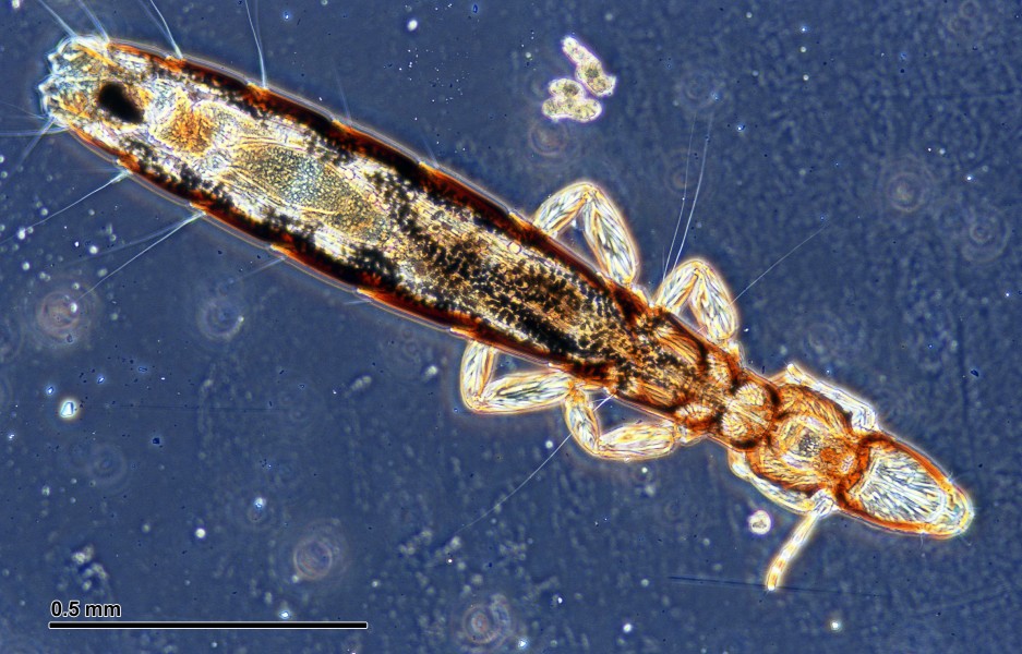Louse (265 05) Columbicola columbae (Mallophaga)