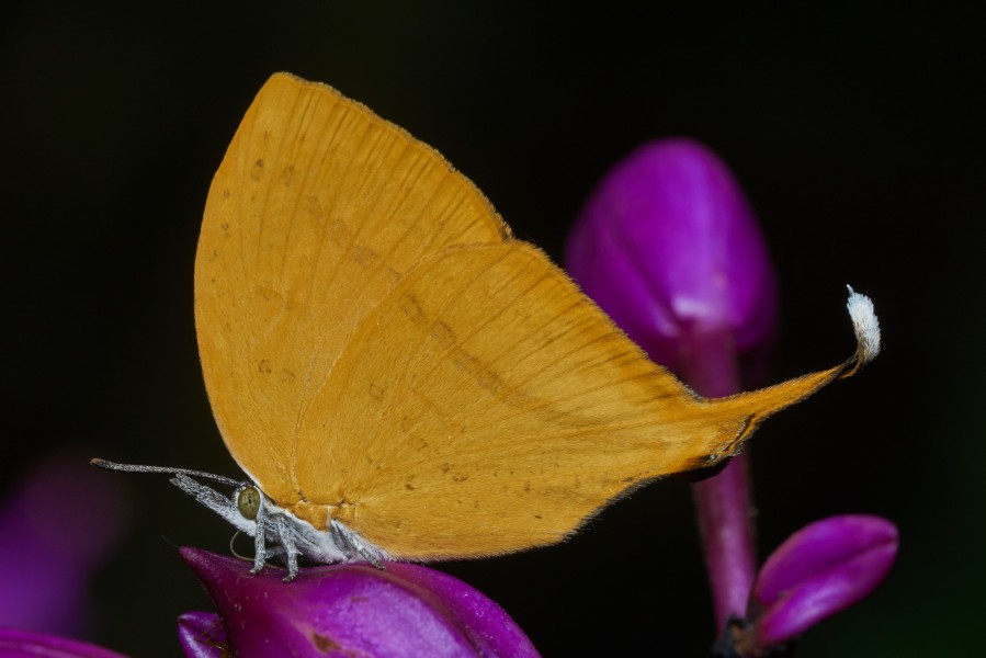 Loxura atymnus-Kadavoor-2017-04-23-001