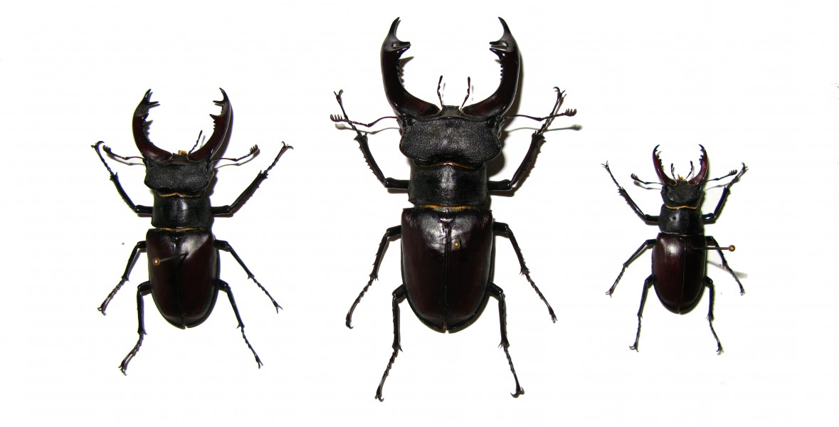 Lucanus cervus 1922