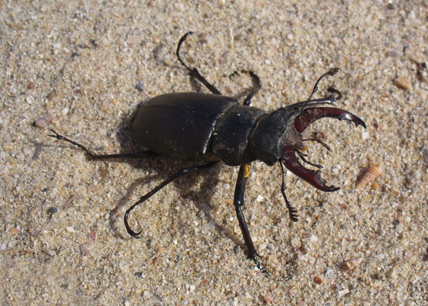 Lucanus cervus male 2008 G1
