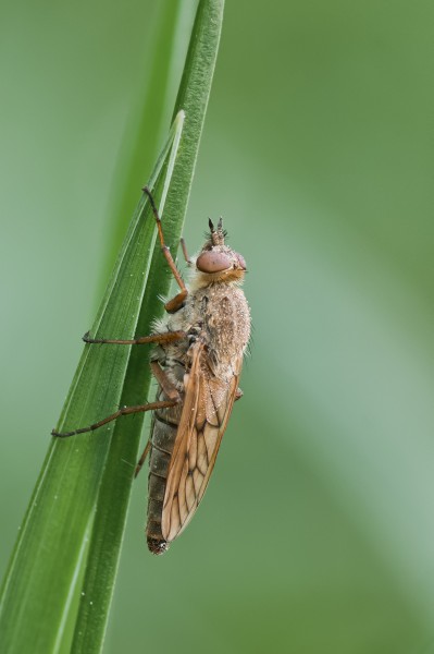 Luchsfliege Thereva sp 01 (MK)