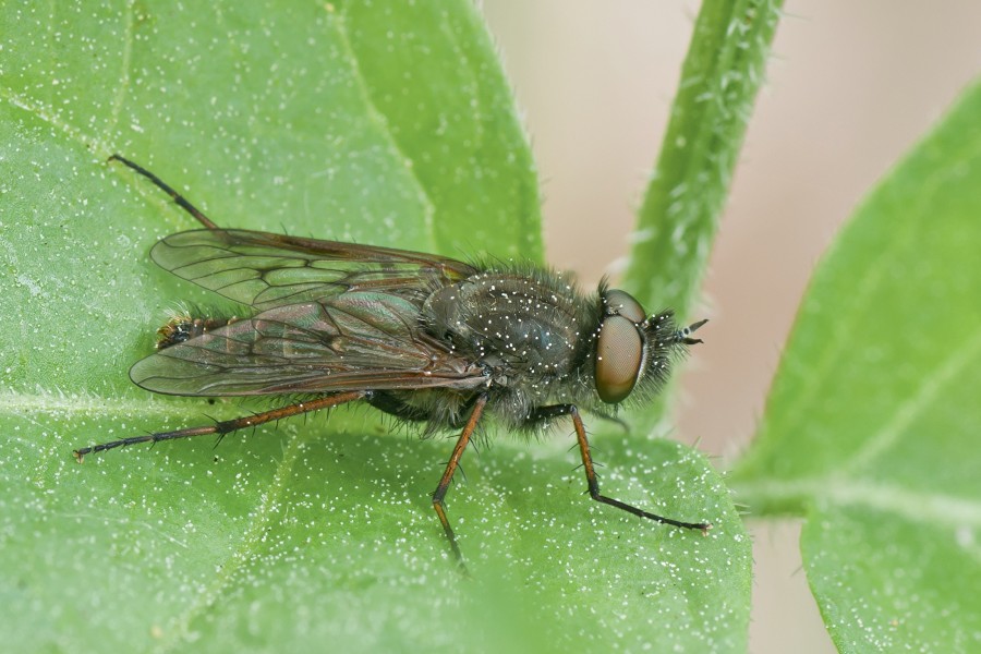 Luchsfliege Thereva sp 02 (MK)
