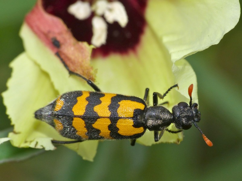 Lunate Blister Beetle (Decapotoma lunata) (12748380493)