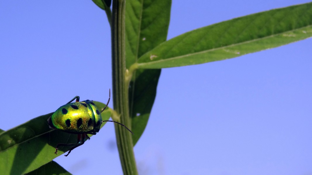 Lychee shield bug