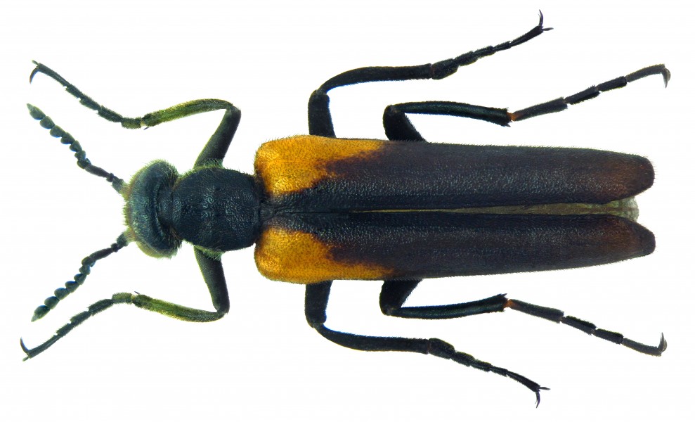 Lydus humeralis (Gyllenhal, 1817) (5998241100) (2)