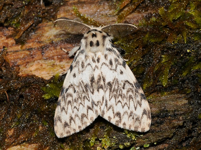 Lymantria monacha Buchstein01