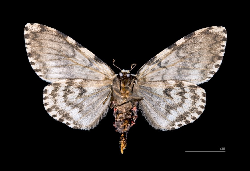 Lymantria monacha MHNT.CUT.2012.0.357 col de Crocheto Corse-du-Sud Female Ventre