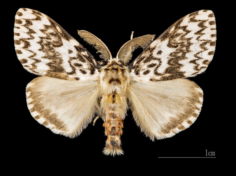 Lymantria monacha MHNT.CUT.2012.0.357 col de Sarcoggio Corse-du-Sud Male Dos