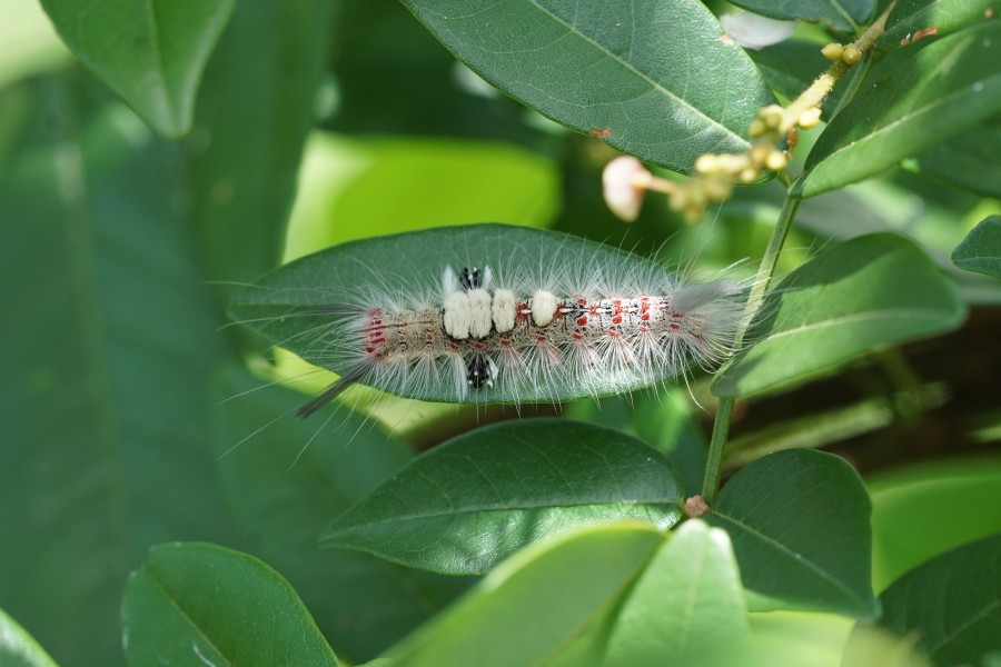 Lymantriinae (caterpillar) 00093