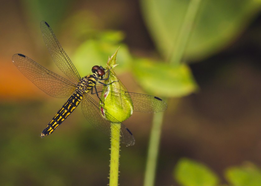 Lyriothemis acigastra female at Kadavoor