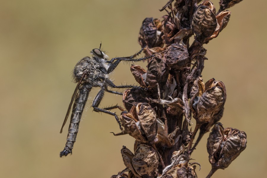 Machimus sp - Robber fly 01-4