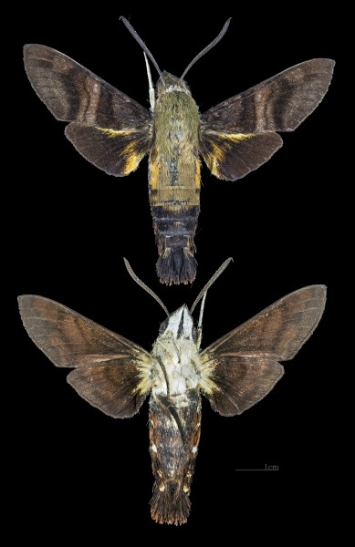 Macroglossum avicula MHNT CUT 2010 0 217 Mt Kinabalu Borneo male