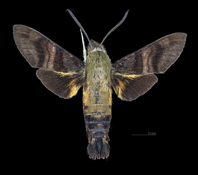 Macroglossum avicula MHNT CUT 2010 0 217 Mt Kinabalu Borneo male dorsal