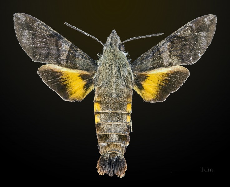 Macroglossum belis MHNT CUT 2010 0 42 Tailand Khao Yai Pak Chong dorsal