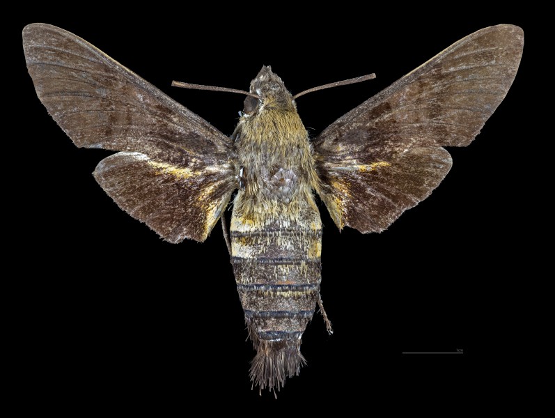 Macroglossum bombylans MHNT CUT 2010 0 217 Shizuoka Japan male dorsal