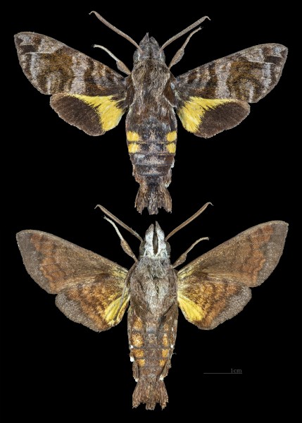 Macroglossum insipida papuanum MHNT CUT 2010 0 217 - Kuranda Queensland - male