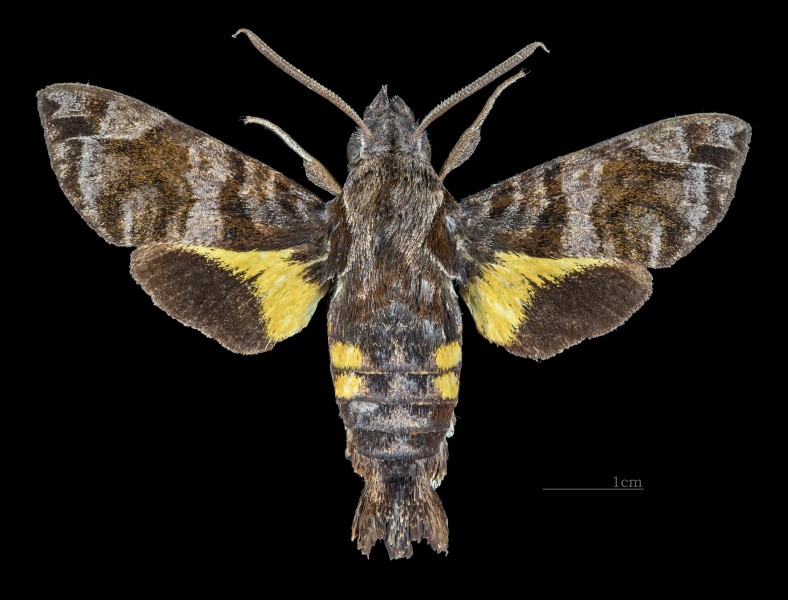 Macroglossum insipida papuanum MHNT CUT 2010 0 217 - Kuranda Queensland - male dorsal