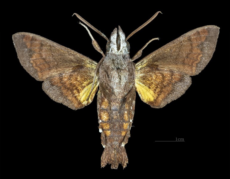 Macroglossum insipida papuanum MHNT CUT 2010 0 217 - Kuranda Queensland - male ventral
