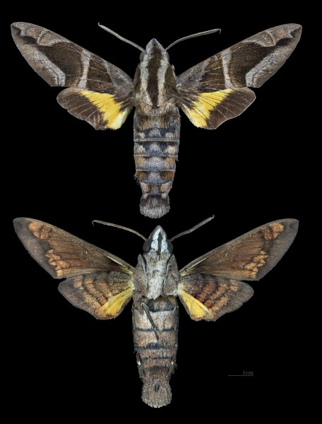Macroglossum mitchellii imperator MHNT CUT 2010 0 203 Chiang Mai Thailand male