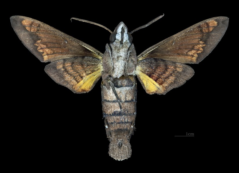 Macroglossum mitchellii imperator MHNT CUT 2010 0 203 Chiang Mai Thailand male ventral