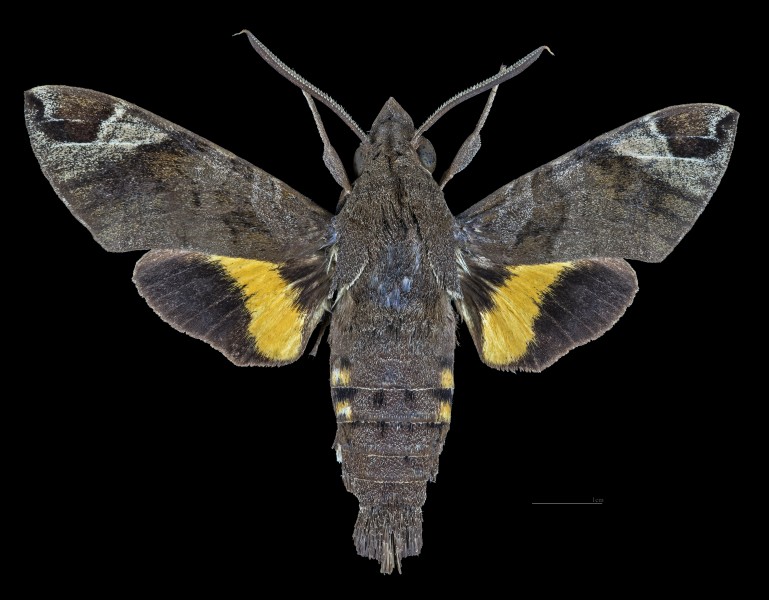 Macroglossum nubilum MHNT CUT 2010 0 Kuranda Queensland Australia male dorsal