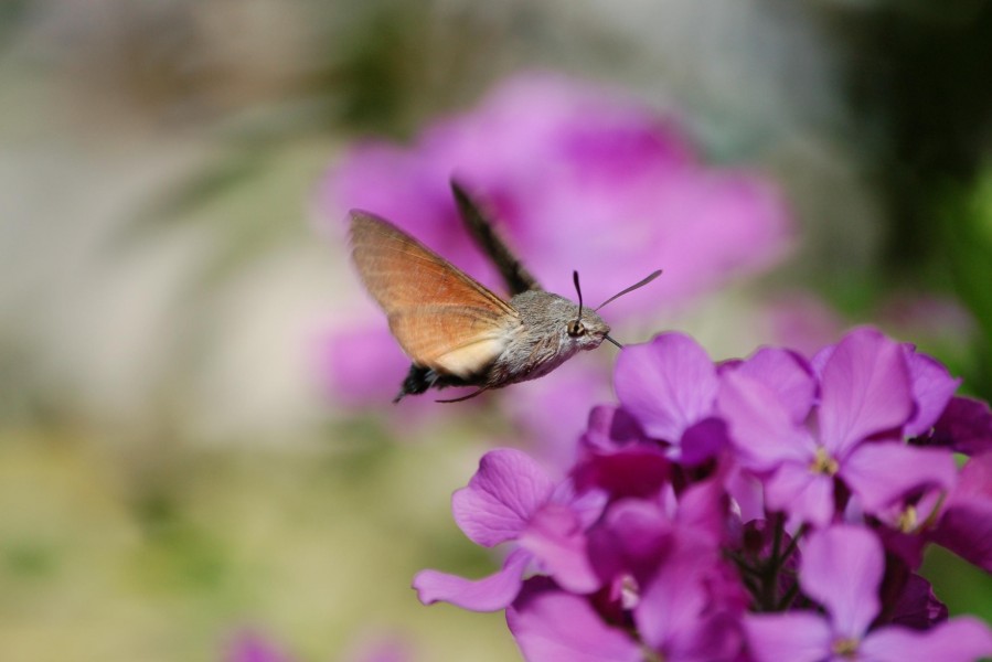 Macroglossum stellatarum23
