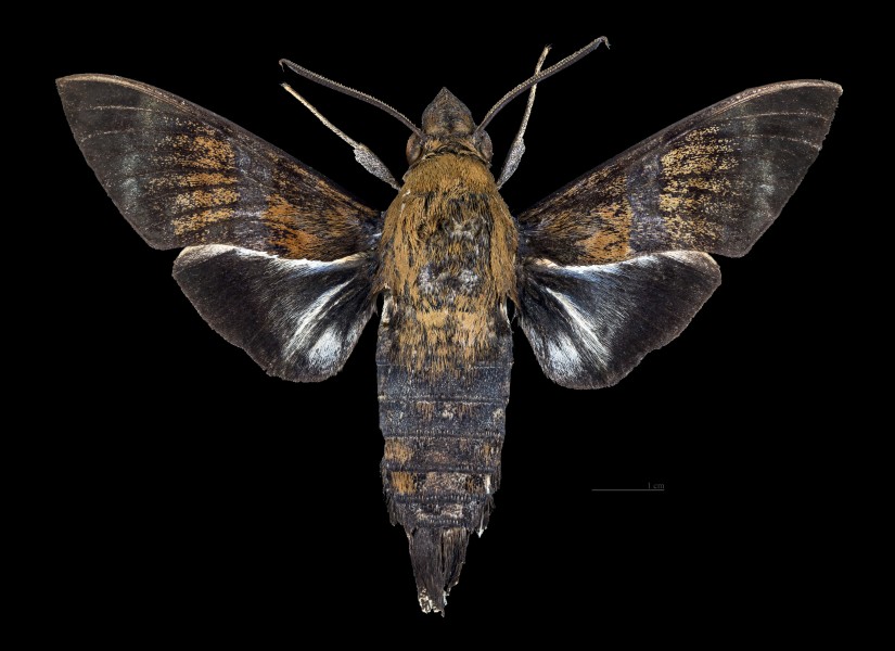Macroglossum tenebrosa MHNT CUT 2010 0 217 Kuranda Queensland Australia Male dorsal