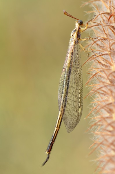 Macronemurus appendiculatus (9566801134)