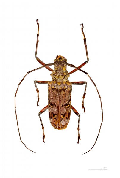 Macropophora trochlearis MHNT