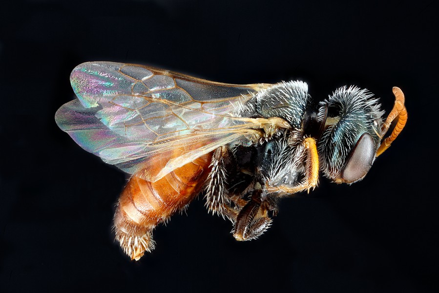 Macrotera latior