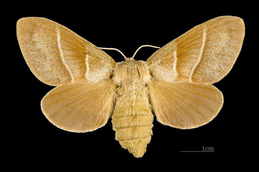 Macrothylacia rubi MHNT CUT 2011 0 446 female Mussidan dos