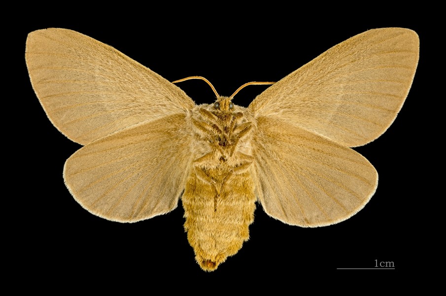 Macrothylacia rubi MHNT CUT 2011 0 446 female Mussidan ventre