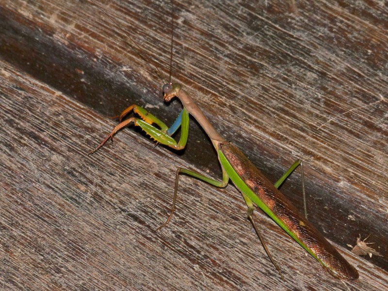 Madagascan Marbled Mantis (Polyspilota aeruginosa) (13980928591)