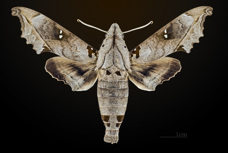 Madoryx oiclus MHNT CUT 2010 0 37 Santa Caterina Brasil male dorsal