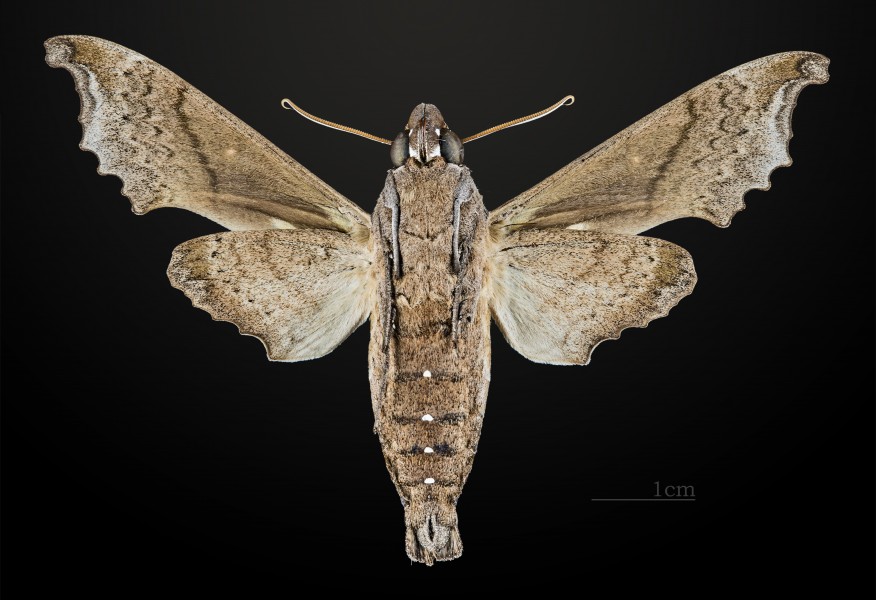 Madoryx oiclus MHNT CUT 2010 0 37 Santa Caterina Brasil male ventral